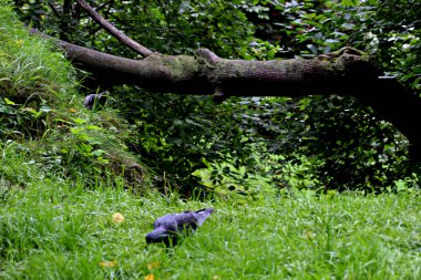 Yaz kentinde Park 'ta yeşil ağaçların ve çalıların arasında kuş tüyleri, mavi kuşlar, serçeler, kargalar, güvercinler vardır ve insanlar tarafından beslenirler.