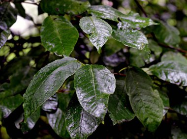 Manzhur cevizi, akçaağaç, Rowan, huş ağacı ve parlak kırmızı ve yabani üzüm yaprakları, akçaağaç ve huş ağacından dökülen sarı yapraklar yaz ve sonbaharda parkta koyu fındık yaprakları.