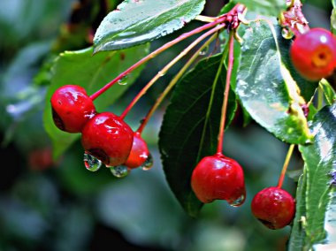 Şehrin parklarında farklı ağaçlar, çalılar, kütükler, yollar, göletler ve su birikintileri, çimenler ve yaprak döken örtüler, orman çiçekleri ve yabani otlar, kozalaklı ve yaprak döken bitkiler görebilirsiniz..