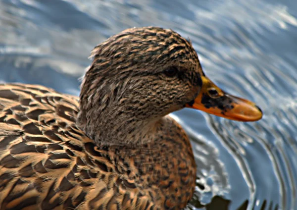 Park Areas City Reservoirs Inhabited Ducks Which Happy Feed Vacationers — Stock Photo, Image