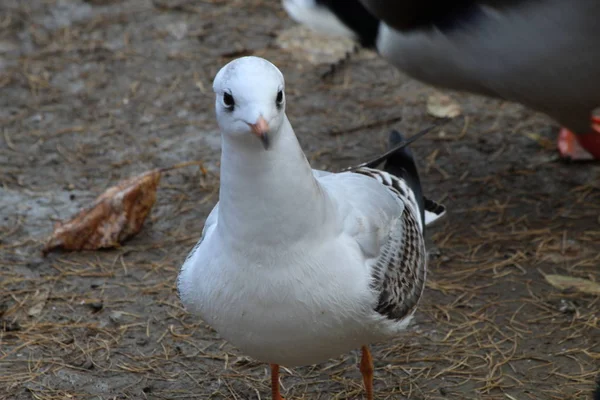 Park Areas City Reservoirs Inhabited Ducks Which Happy Feed Vacationers — Stock Photo, Image