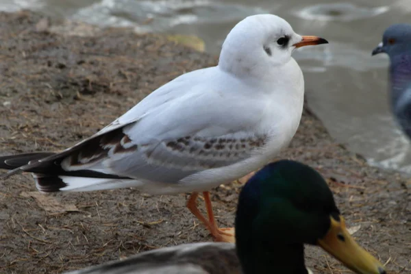 Park Areas City Reservoirs Inhabited Ducks Which Happy Feed Vacationers — Stock Photo, Image