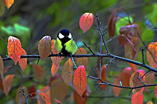 Ciudad Verano Parque Entre Árboles Verdes Arbustos Hay Aves Emplumadas —  Fotos de Stock