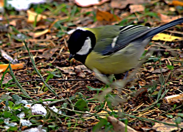 Summer City Park Green Trees Bushes Feathered Birds Bluebirds Sparrows — 스톡 사진