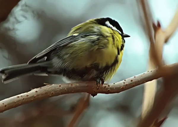 Zomerstad Park Tussen Groene Bomen Struiken Zijn Gevederde Vogels Blauwe — Stockfoto