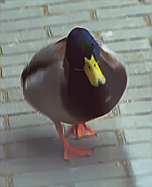 Park Areas City Reservoirs Inhabited Ducks Which Happy Feed Vacationers — 스톡 사진