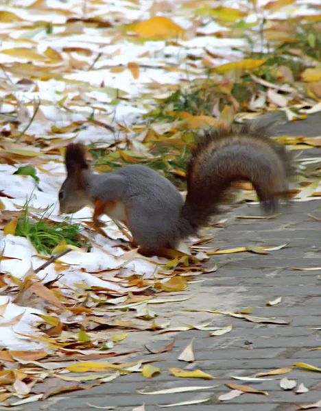 Stadtpark Arboretum Leben Eichhörnchen Die Aus Den Händen Von Erwachsenen — Stockfoto