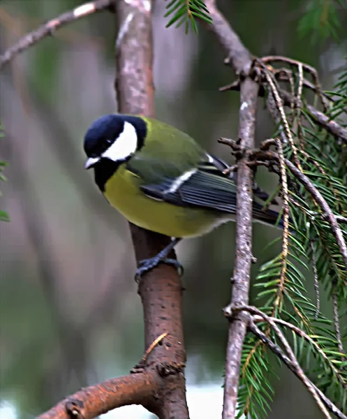 Ciudad Verano Parque Entre Árboles Verdes Arbustos Hay Aves Emplumadas — Foto de Stock