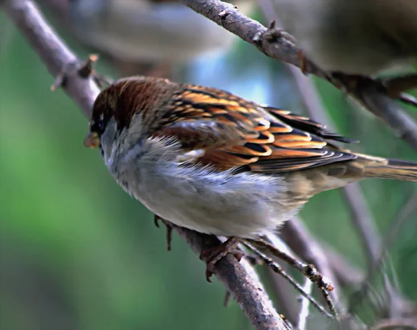 Zomerstad Park Tussen Groene Bomen Struiken Zijn Gevederde Vogels Blauwe — Stockfoto