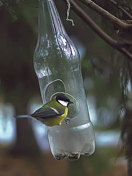 Summer City Park Green Trees Bushes Feathered Birds Bluebirds Sparrows — 스톡 사진