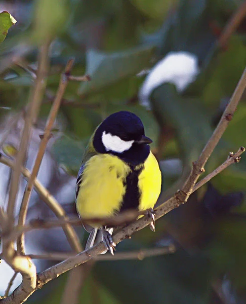 Summer City Park Green Trees Bushes Feathered Birds Bluebirds Sparrows — 스톡 사진