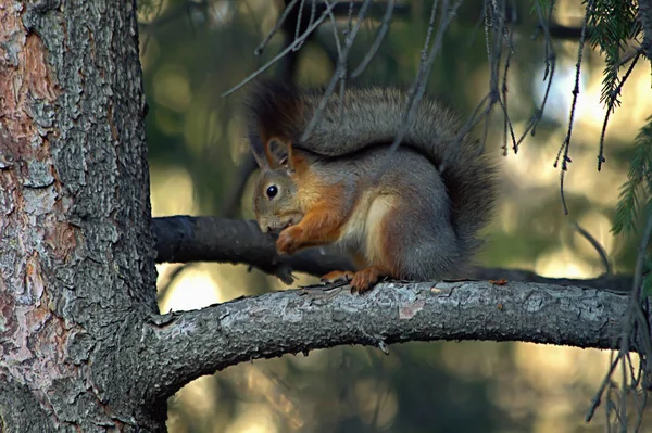 Cidade Parque Arboreto Esquilos Vivos Que São Alimentados Das Mãos — Fotografia de Stock