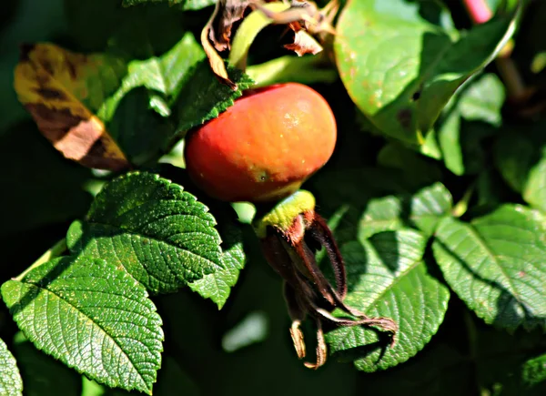 Förorten Växer Frukt Grönsaker Bär Och Prydnadsväxter Blommor Tomten Finns — Stockfoto