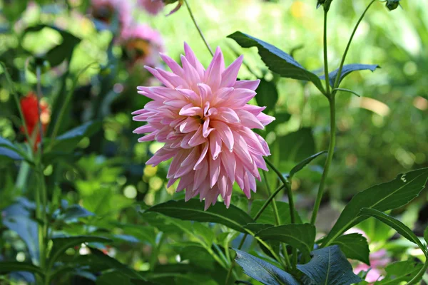 Área Suburbana Cultivar Frutas Verduras Bayas Plantas Ornamentales Flores Sitio — Foto de Stock