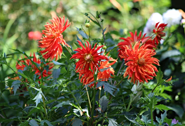 Stadtrand Wachsen Obst Gemüse Beeren Und Zierpflanzen Blumen Auf Dem — Stockfoto