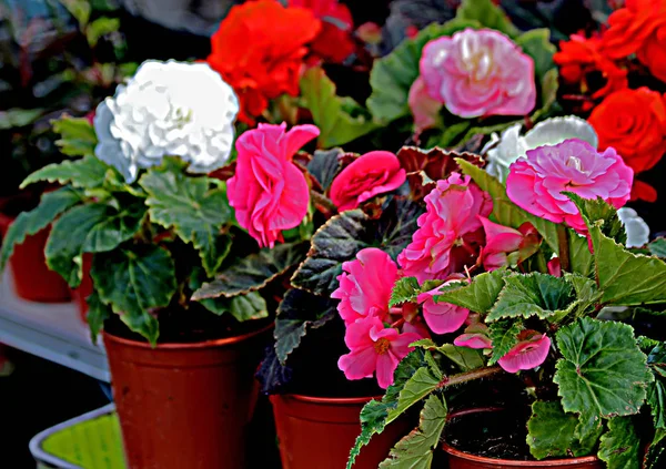 Stadtrand Wachsen Obst Gemüse Beeren Und Zierpflanzen Blumen Auf Dem — Stockfoto