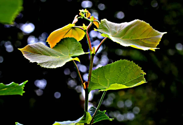 Secondary Roads Cars Going City Existing Trees Plants Various Weeds — Stock Photo, Image