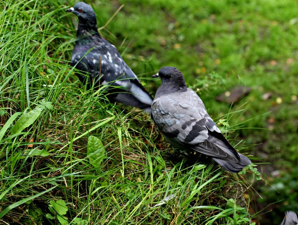Zomerstad Park Tussen Groene Bomen Struiken Zijn Gevederde Vogels Blauwe — Stockfoto