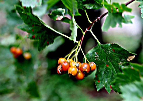 Sur Banlieue Cultivent Des Fruits Des Légumes Des Baies Des — Photo