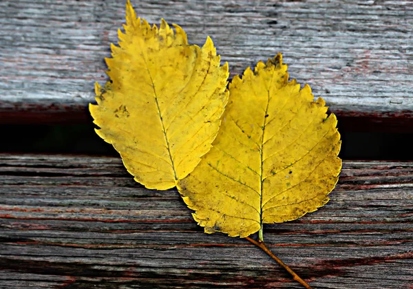 Branches Manzhur Noyer Érable Rowan Bouleau Rouge Vif Feuilles Marron — Photo