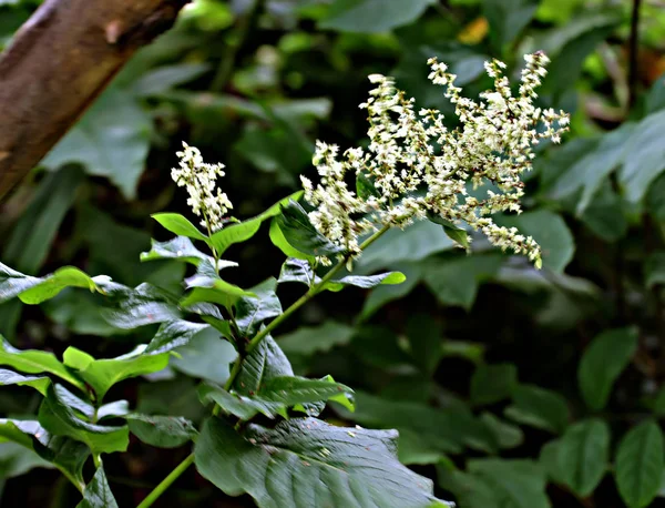 Nell Area Suburbana Crescono Frutta Verdura Bacche Piante Ornamentali Fiori — Foto Stock