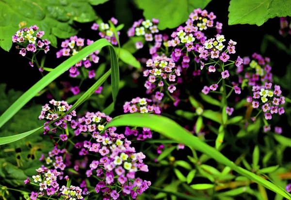 市郊种植水果 浆果和观赏植物 还有夏季炉灶 水井和其他建筑 还有向日葵和杂草 — 图库照片