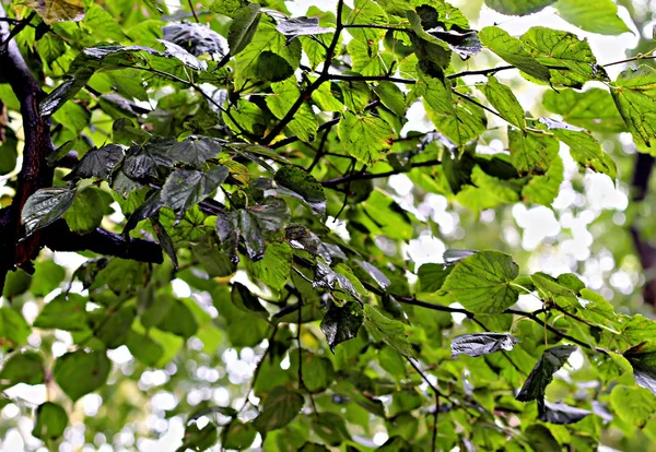 Branches Manzhur Walnut Maple Rowan Birch Bright Red Maroon Leaves — Stock Photo, Image