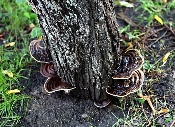Zona Parque Florestal Existem Diferentes Tipos Cogumelos Comestíveis Não Comestíveis — Fotografia de Stock