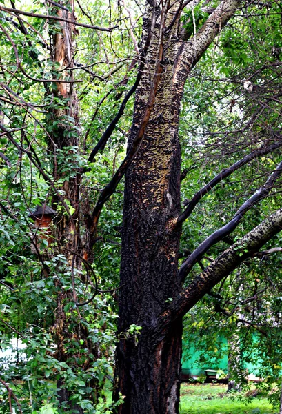 Los Parques Ciudad Pueden Ver Diferentes Árboles Arbustos Tocones Caminos — Foto de Stock