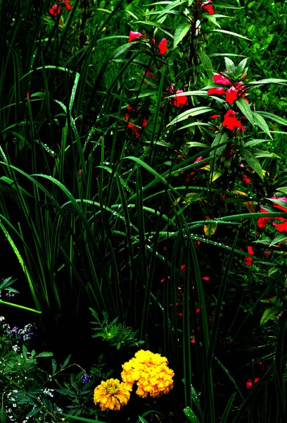 Área Suburbana Crescem Frutas Legumes Bagas Plantas Ornamentais Flores Local — Fotografia de Stock