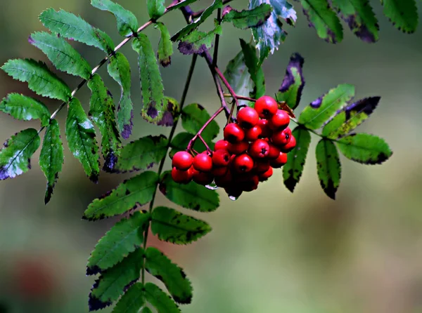 Ramas Manzhur Nogal Arce Rowan Abedul Hojas Color Rojo Brillante — Foto de Stock