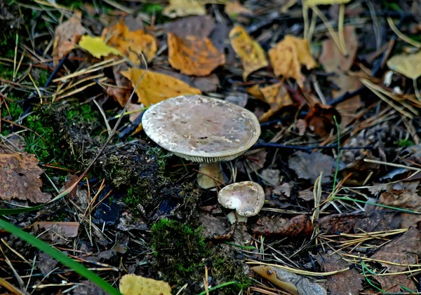 Nella Zona Del Parco Forestale Sono Diversi Tipi Funghi Commestibili — Foto Stock