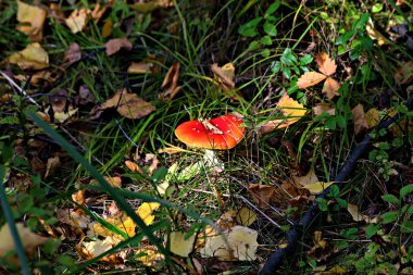 Orman Parkı bölgesinde farklı mantar türleri vardır. Boletus, mavi yüzgeçli inek, karaca, soluk benizli, ağaç ve kütük üzerinde mantar gibi yenilebilir ve yenilemez mantarlar.