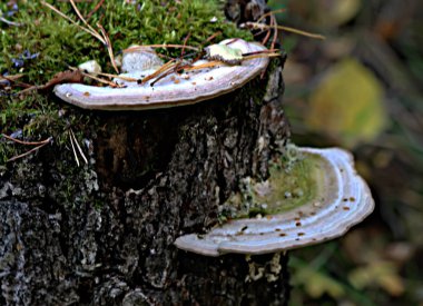 Orman Parkı bölgesinde farklı mantar türleri vardır. Boletus, mavi yüzgeçli inek, karaca, soluk benizli, ağaç ve kütük üzerinde mantar gibi yenilebilir ve yenilemez mantarlar.