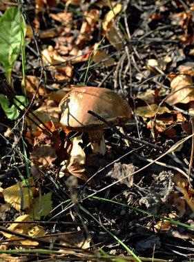 Orman Parkı bölgesinde farklı mantar türleri vardır. Boletus, mavi yüzgeçli inek, karaca, soluk benizli, ağaç ve kütük üzerinde mantar gibi yenilebilir ve yenilemez mantarlar.