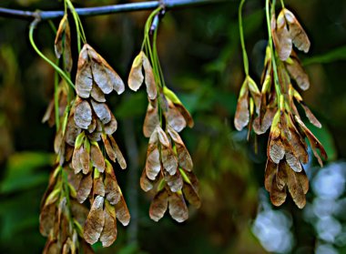 Manzhur cevizi, akçaağaç, Rowan, huş ağacı ve parlak kırmızı ve yabani üzüm yaprakları, akçaağaç ve huş ağacından dökülen sarı yapraklar yaz ve sonbaharda parkta koyu fındık yaprakları.