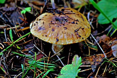 Orman Parkı bölgesinde farklı mantar türleri vardır. Boletus, mavi yüzgeçli inek, karaca, soluk benizli, ağaç ve kütük üzerinde mantar gibi yenilebilir ve yenilemez mantarlar.