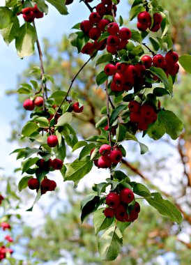 Dacha sahasında meyve, sebze, böğürtlen ve süs bitkileri, çiçekler yetişir, sitede yaz ocakları, kuyular ve diğer yapılar da vardır, yabani otlar da yetişir..