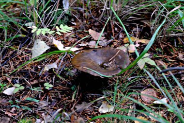 Orman Park bölgesinde farklı mantar türleri vardır. Boletus, mavi yüzgeçli, ballı, inekli, sineksi, soluk mantarlı mantarlar gibi yenmez ve yenmez mantarlar.
