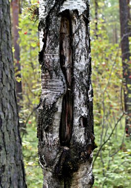 Şehrin parklarında farklı ağaçlar, çalılar, kütükler, yollar, göletler ve su birikintileri, çimenler ve yaprak döken örtüler, orman çiçekleri ve yabani otlar, kozalaklı ve yaprak döken bitkiler görebilirsiniz..