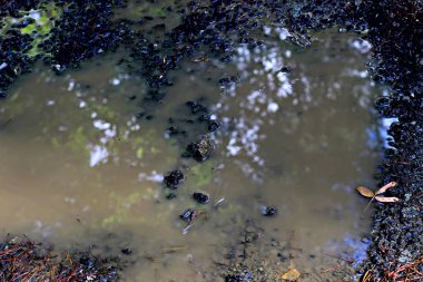 Şehrin parklarında farklı ağaçlar, çalılar, kütükler, yollar, göletler ve su birikintileri, çimenler ve yaprak döken örtüler, orman çiçekleri ve yabani otlar, kozalaklı ve yaprak döken bitkiler görebilirsiniz..