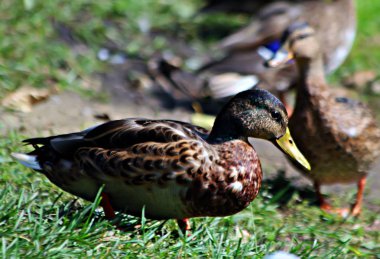 Kentin park alanlarında, tatilcileri beslemekten mutlu olan, beyaz martıları beslemeye gelen ördeklerin yaşadığı rezervuarlarda kuşlar sıcak ve güneşli günlerde poz vermekten mutlu olurlar.