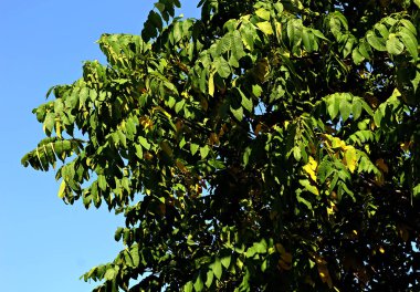 Manzhur cevizi, akçaağaç, Rowan, huş ağacı ve parlak kırmızı ve yabani üzüm yaprakları, akçaağaç ve huş ağacından dökülen sarı yapraklar yaz ve sonbaharda parkta koyu fındık yaprakları.