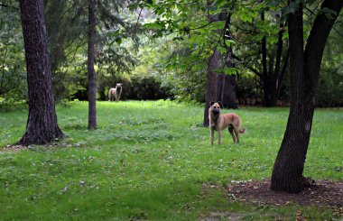Şehrin parklarında farklı ağaçlar, çalılar, kütükler, yollar, göletler ve su birikintileri, çimenler ve yaprak döken örtüler, orman çiçekleri ve yabani otlar, kozalaklı ve yaprak döken bitkiler görebilirsiniz..