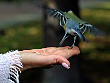 Yaz kentinde Park 'ta yeşil ağaçların ve çalıların arasında kuş tüyleri, mavi kuşlar, serçeler, kargalar, güvercinler vardır ve insanlar tarafından beslenirler.