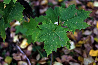 Manzhur cevizi, akçaağaç, Rowan, huş ağacı ve parlak kırmızı ve yabani üzüm yaprakları, akçaağaç ve huş ağacından dökülen sarı yapraklar yaz ve sonbaharda parkta koyu fındık yaprakları.