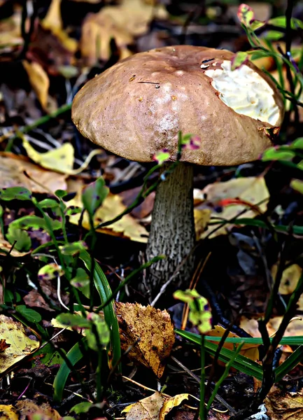 Zona Parque Florestal Existem Diferentes Tipos Cogumelos Comestíveis Não Comestíveis — Fotografia de Stock