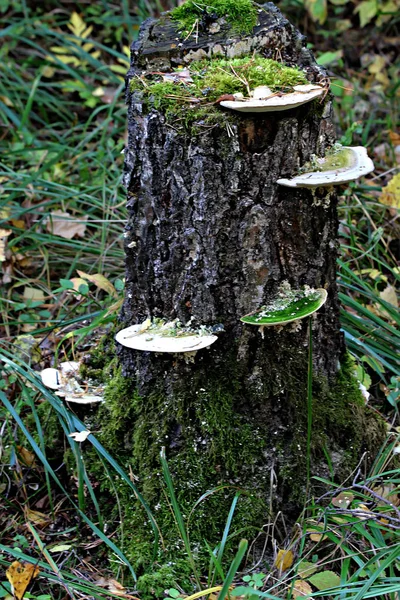 Zona Parque Florestal Existem Diferentes Tipos Cogumelos Comestíveis Não Comestíveis — Fotografia de Stock