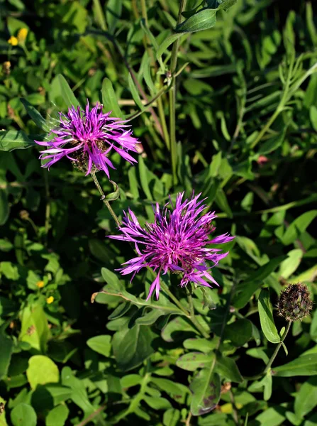 Secondary Roads Cars Going City Existing Trees Plants Various Weeds — Stock Photo, Image