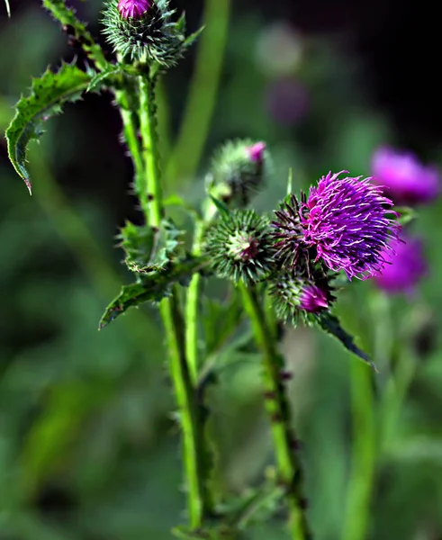 Secondary Roads Cars Going City Existing Trees Plants Various Weeds — Stock Photo, Image